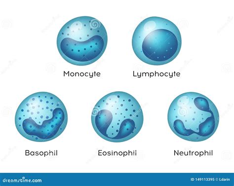 Vector Illustration Of Monocyte Lymphocyte Eosinophil Neutrophil