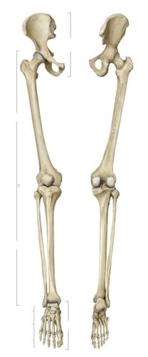 Kaarten Anatomie Dissectie Been Ossa Dt Quizlet