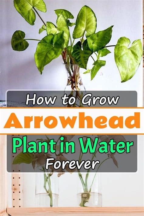 Arrowhead Plant Care In Water Arianne Baron