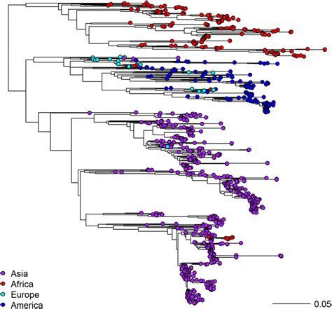 Maximum Likelihood Phylogenetic Tree Of Worldwide FMD Serotype A