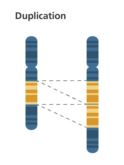 Home | Chromosome, Chromosomal abnormalities, Chromosome structure