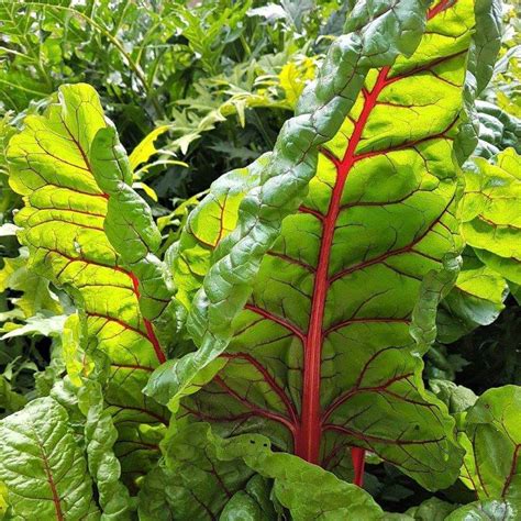 Swiss Chard - Harvest2U