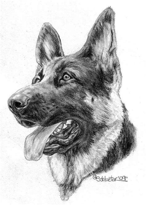 German Shepherd Drawing By Genevieve Schlueter