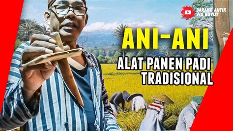 Ani Ani Alat Panen Padi Zaman Dulu Ketam Benda Antik Benda Kuno