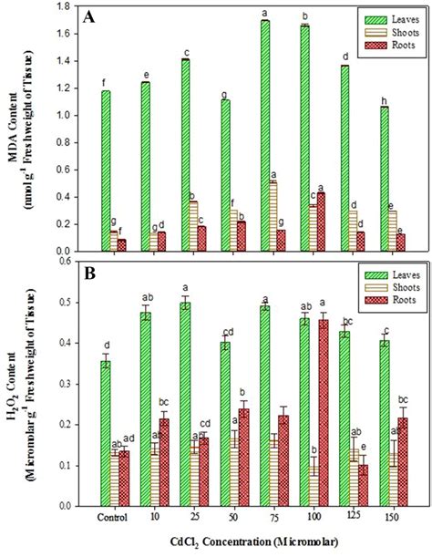 Effect Of CdCl2 On MDA A And H2O2 B Content In Eruca Sativa