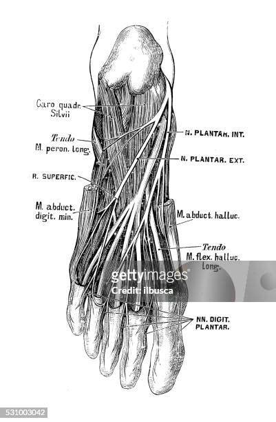 2,929 Anatomy Of The Human Foot Stock Photos, High-Res Pictures, and Images - Getty Images