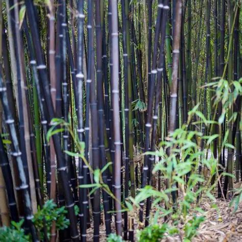 Bambu Preto Caracter Sticas Como Cultivar Cuidados E Fotos Mundo