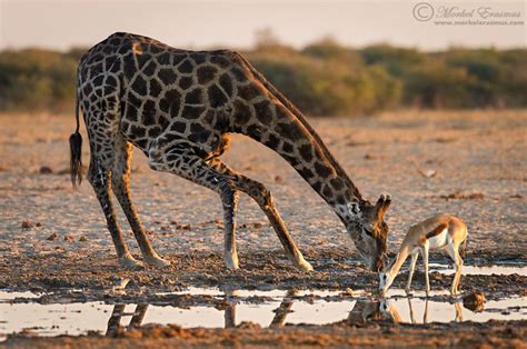 Big And Small Together At Last 17 Adorable Animal Photos Animals