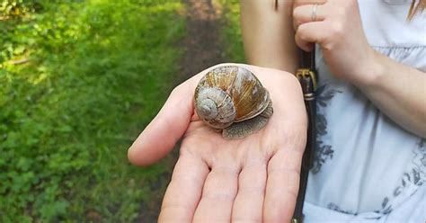 Big Snail Album On Imgur