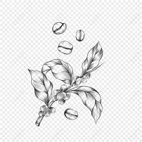 Sketch Line Drawing Coffee Bean Coffee Leaf Plant Illustration Lines