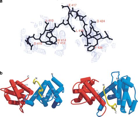 Structural basis for the recognition of the E2F transactivation domain ... 