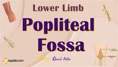 Lower Limb: Popliteal Fossa