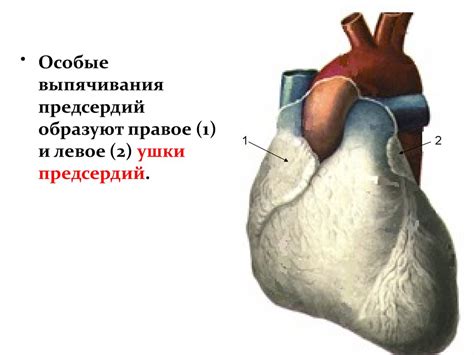 Анатомия сердца - презентация онлайн