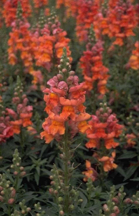 Grote Leeuwenbek Antirrhinum Majus Coronette Bronze Yarinde