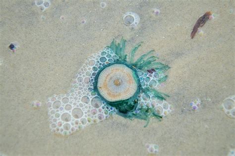 Live Sand Dollar