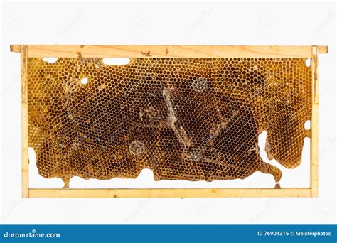 Culled Old Brood Frame From Honey Bee Hive With Wax Moth Tunnels And