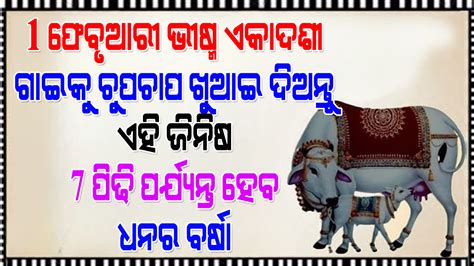 ଫେବୃୟାରୀ ୧ ତାରିଖ ଭୀଷ୍ମ ଏକାଦଶୀ ଗାଈକୁ ଖାଇବାକୁ ଦିଅନ୍ତୁ ଏହି ଗୋଟେ ଜିନିଷ