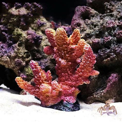 Couleur X X Cm R Sine Artificielle Corail Plantes D Aquarium