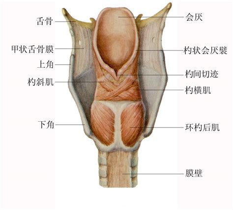 喉部详细解剖示意图 人体解剖图医学图库