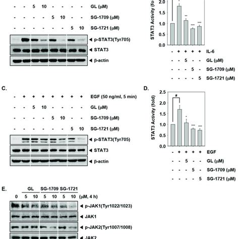 Gl And Its Analogues Inhibit Inducible Stat3 Activation A Mda Mb 468