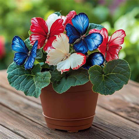 Begonia Butterfly Plant A Dazzling Marvel Of Nature