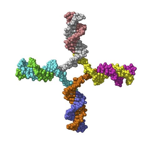 Dna Recombination Molecular Model Photograph By Laguna Design Pixels