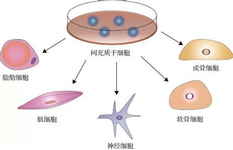 细胞学 快懂百科