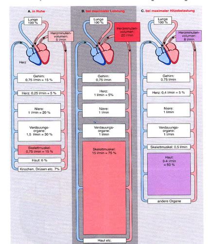 5 Physiologie Herz Physiologie Und Pathophysiologie Der