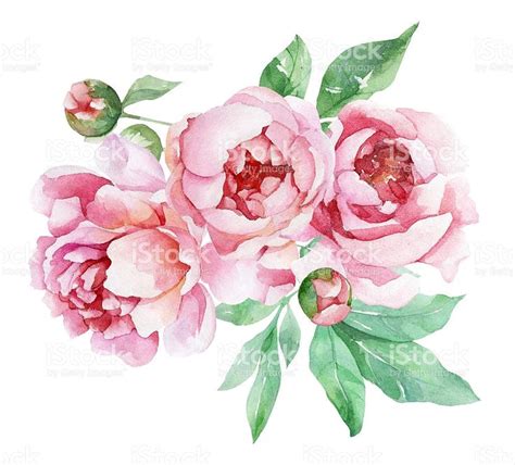 Watercolor Peonies Peony Drawing Peony Art Flower Painting