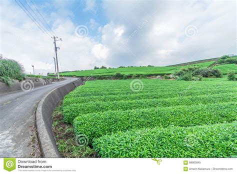 Fresh Green Tea Farm In Spring Row Of Tea Plantations Japane Stock