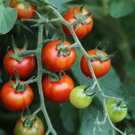 50 graines de tomate cerise à semer bio