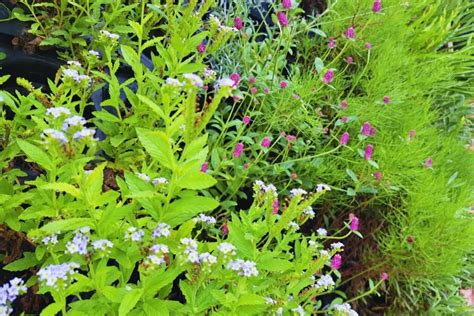 ¡verde Que Te Quiero Verde Cómo Transformar Los Espacios Con Jardines