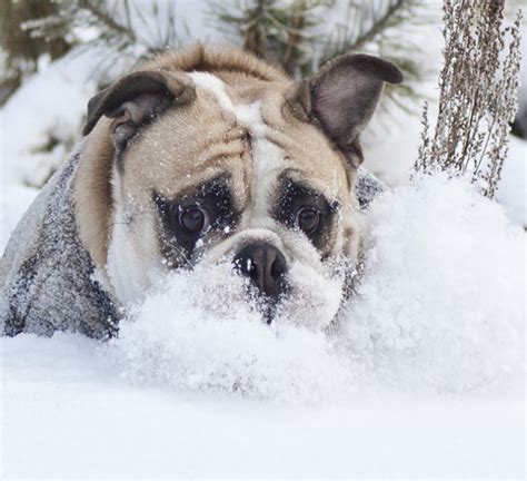 Dogs Playing in Snow Will Melt Your Heart - Dog Fancast