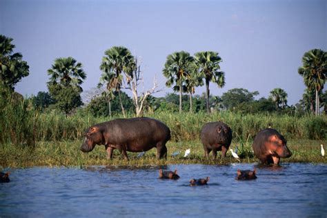 Wildlife in Malawi - Lonely Planet Travel Information