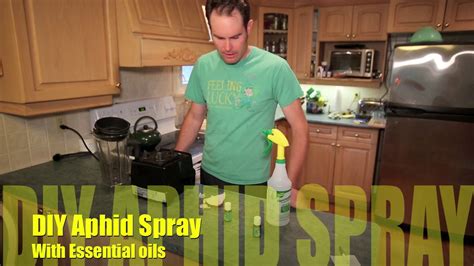 Diy Aphid Spray With Essential Oils Youtube