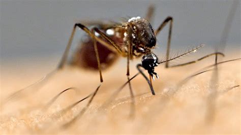 Why Mosquitoes Bite Some People More Than Others YouTube