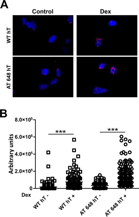 Pla Assays Revealed That Dex Promoted Lamin Ac Lap2α Interaction One