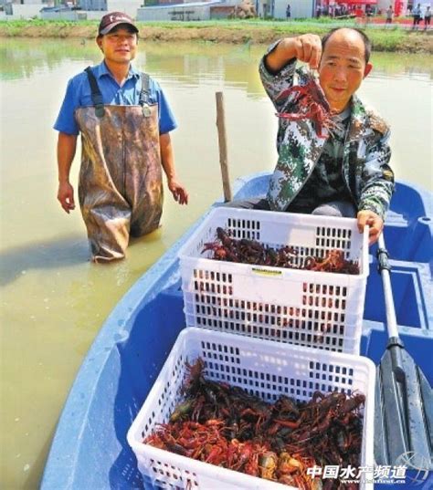 這裡5000餘人齊養小龍蝦，養殖面積超2萬畝，年產值2個億！ 每日頭條