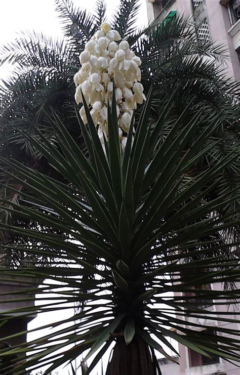 Garden Care Simplified: Rare Flowering of Agave Plant White Flowering Stem on Agave Plant