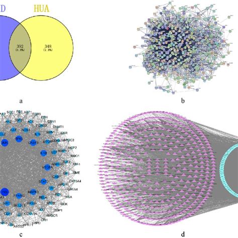 Network Pharmacology Analysis Results A Venn Diagram Showing The Download Scientific Diagram