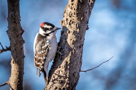 Woodpecker Brains Process Tree Drumming Sounds As If They Re Birdsong