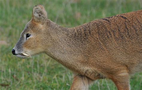 Water Deer Tusk Introduction Wildlife Online