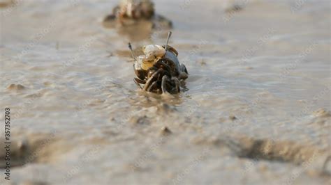 close up Uca vocans, Fiddler Crab making love, breeding in mud ground ...