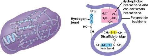 Tertiary Structure Of Protein - Solved: PART A The Tertiary Structure Of A Protein Is A Co ...