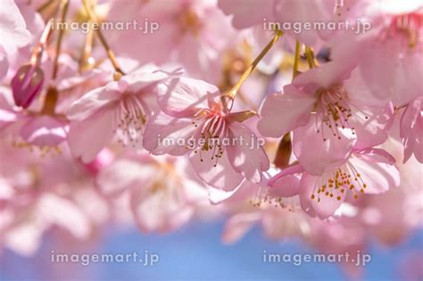 満開の河津桜のクローズアップの写真素材 246435828 イメージマート