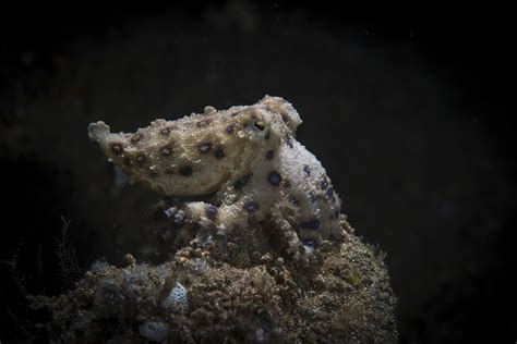 Blue-Ringed Octopus Facts