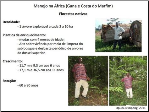 Invent Rio Florestal Em Plantios De Mogno Africano Msc Andressa