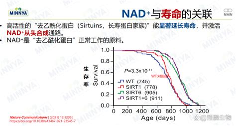 科普——1分钟读懂，到底什么是抗衰老明星分子nad？