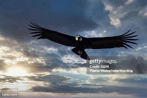 Patagonia Condor Photos And Premium High Res Pictures Getty Images