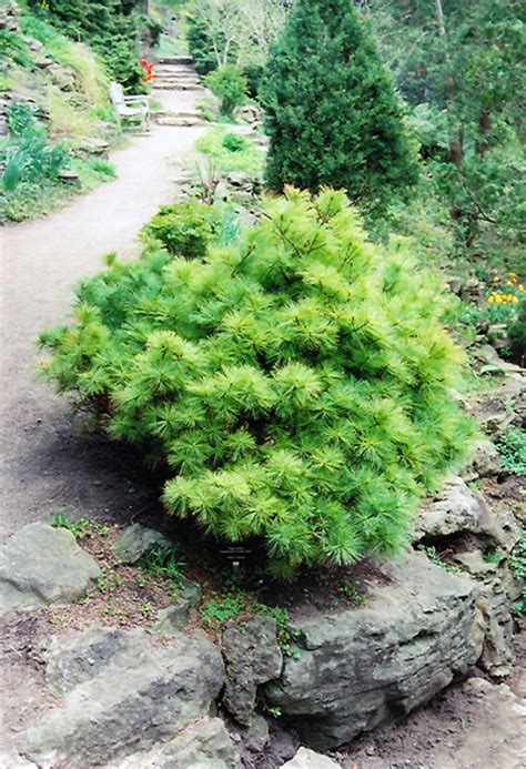 Vanderwolf S Green Globe White Pine Pinus Strobus Vanderwolf S Green